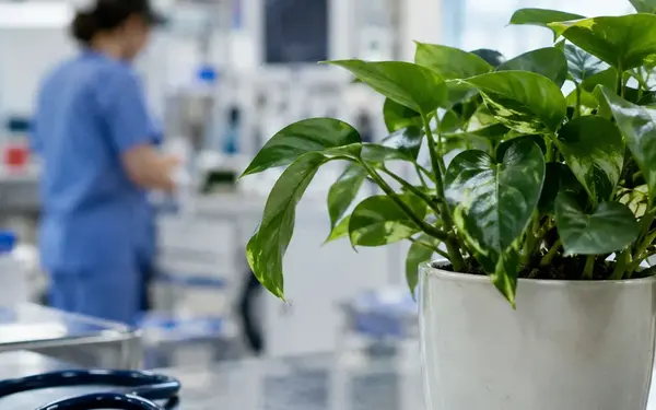 The Houseplant Air-Purification Myth: What the Evidence Says About Healthier Indoor Air